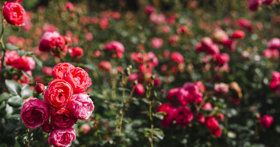 bunch-fresh-pink-peony-growing-garden