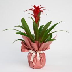 Guzmanya (Guzmania)
