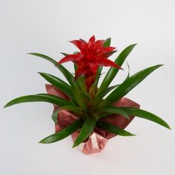 Guzmanya (Guzmania) - Görsel 2