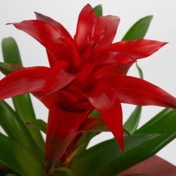 Guzmanya (Guzmania) - Görsel 3