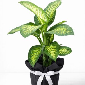 difenbahya saksı Çiçeği