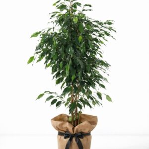 benjamin saksı Çiçeği