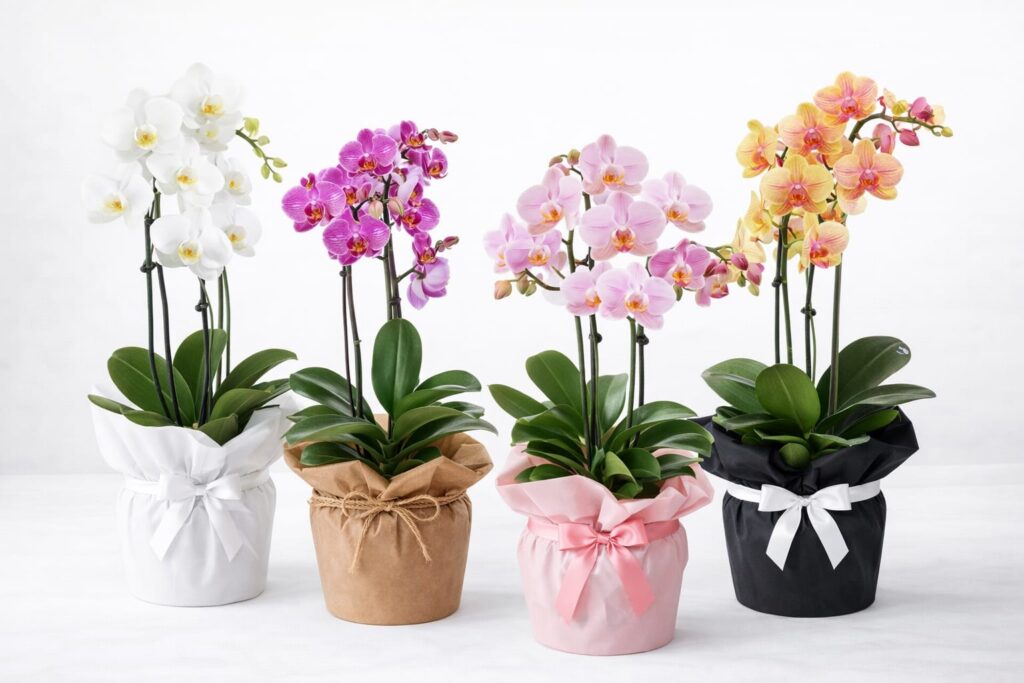 Aksaray çiçekçi orkide kategorisi için beyaz zemin üzerinde mor ve beyaz orkideler