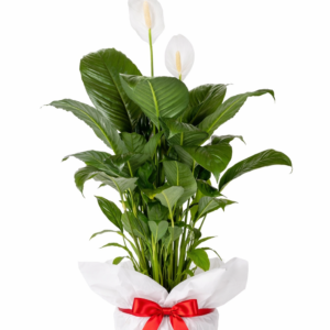 barış Çiçeği (spatifilyum)