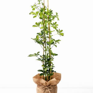 Şeflera saksı Çiçeği