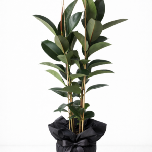 kauçuk saksı Çiçeği