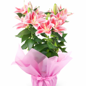 lilyum saksı Çiçeği