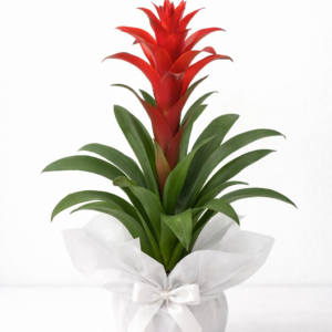 guzmania saksı Çiçeği