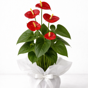 antoryum saksı Çiçeği