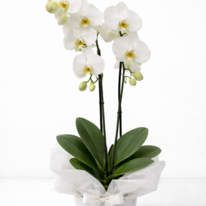 Çift dallı beyaz orkide