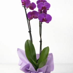 Çift dallı mor orkide