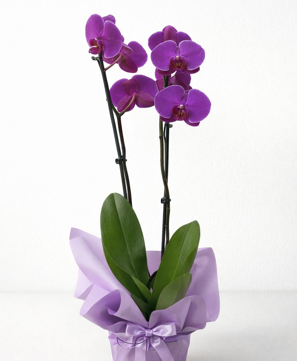 Çift dallı mor orkide
