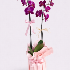 Çift Dallı Mor Orkide
