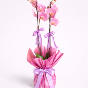 Çift Dallı Pembe Orkide
